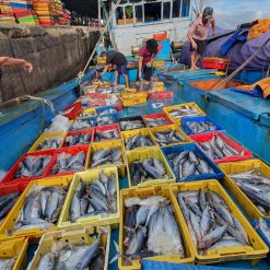 Sọt cá Nhựa Bình Thuận được ngư dân Thanh Hóa tin dùng