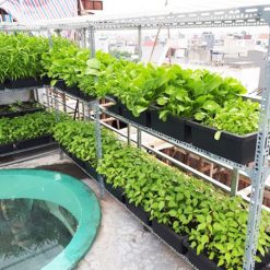 Khay trồng rau thông minh - Nhựa Bình Thuận tại Hà Nội