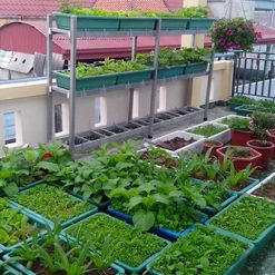 Khay trồng rau thông minh - Nhựa Bình Thuận tại Hà Nội